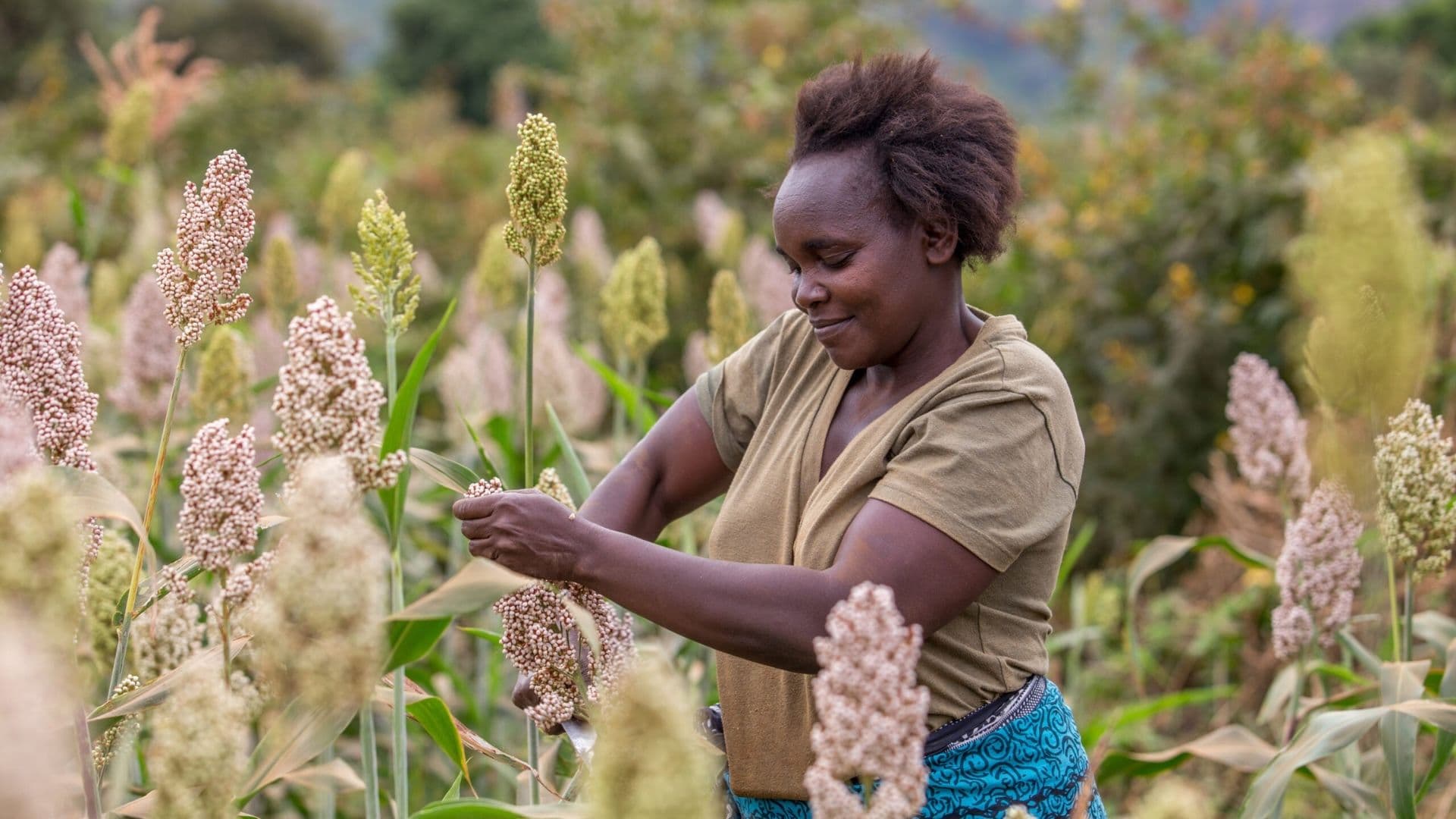Farmer harvesting sorghum plants in a field during the growing season in a rural agricultural setting.