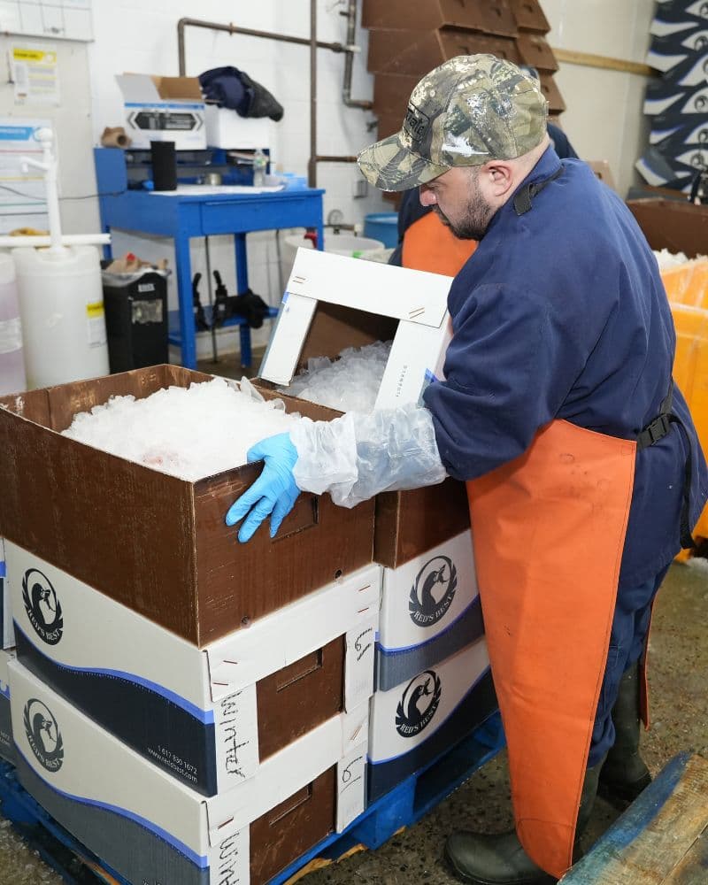 worker in protective gear packing seafood or food products into ice-filled containers inside a processing facility.