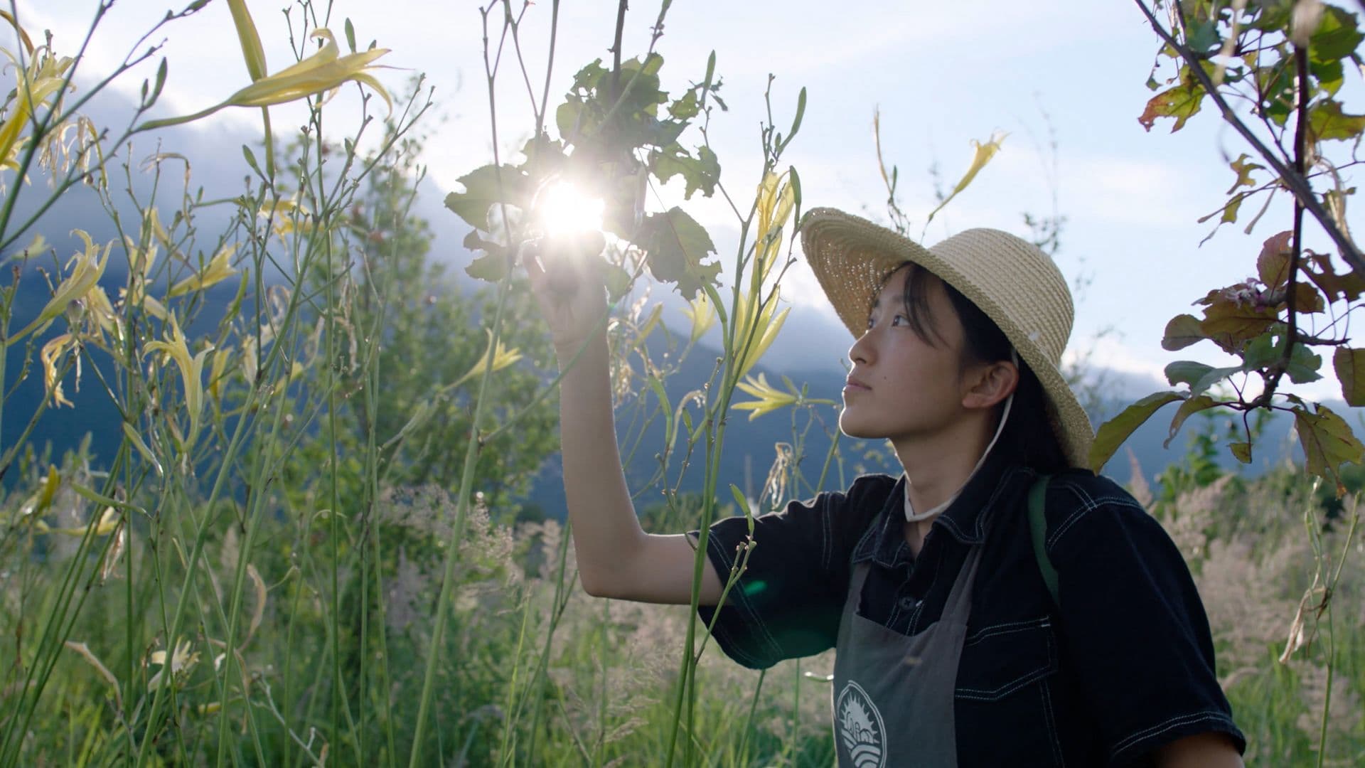 young woman in a sun hat inspecting plants in a field at sunrise.
